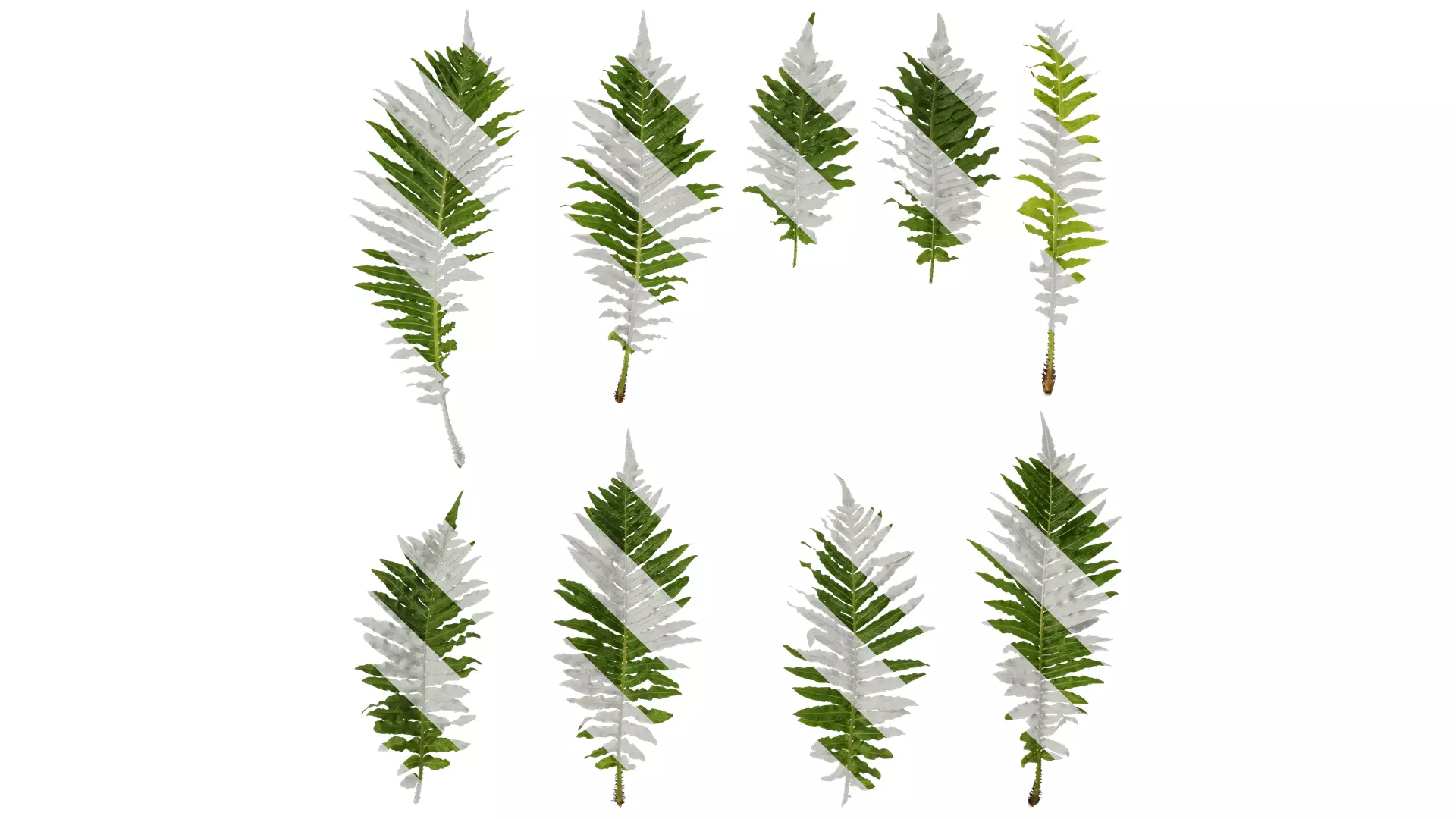 Anydrafts Brainea insignis Atlas 10 Texture_0