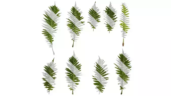 Anydrafts Brainea insignis Atlas 10