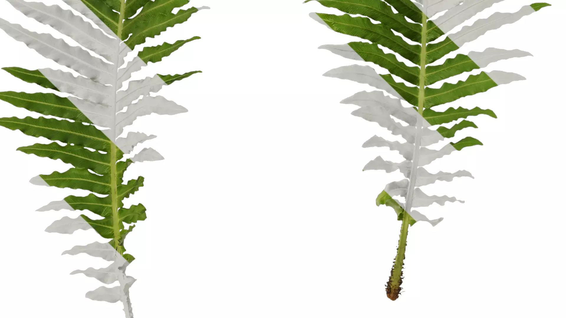 Anydrafts Brainea insignis Atlas 10 Texture_3