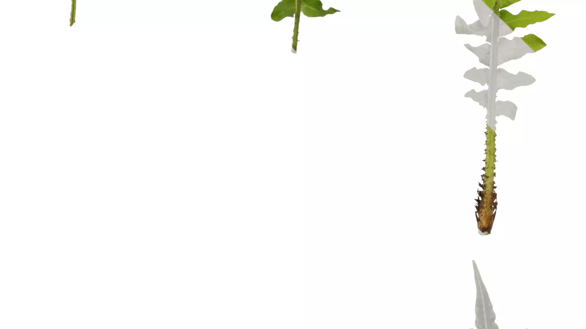 Anydrafts Brainea insignis Atlas 10 Texture_4