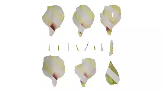 Anydrafts Abelmoschus manihot Flower 02