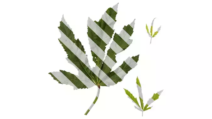 Anydrafts Abelmoschus manihot Leaf 01