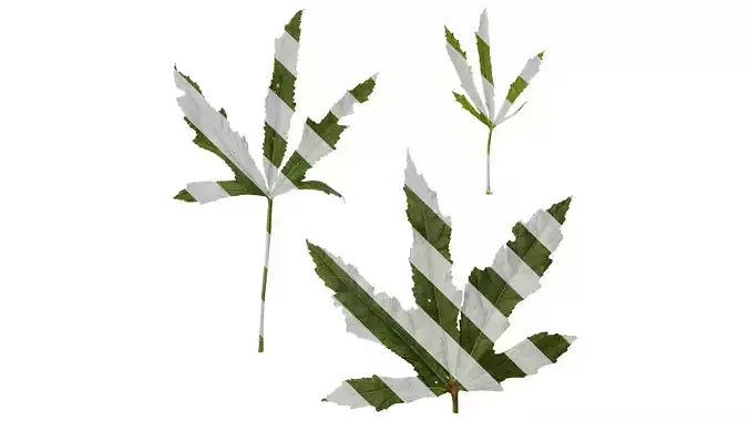 Anydrafts Abelmoschus manihot Leaf 02