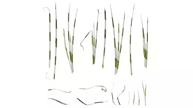 Anydrafts Acorus gramineus Atlas 02