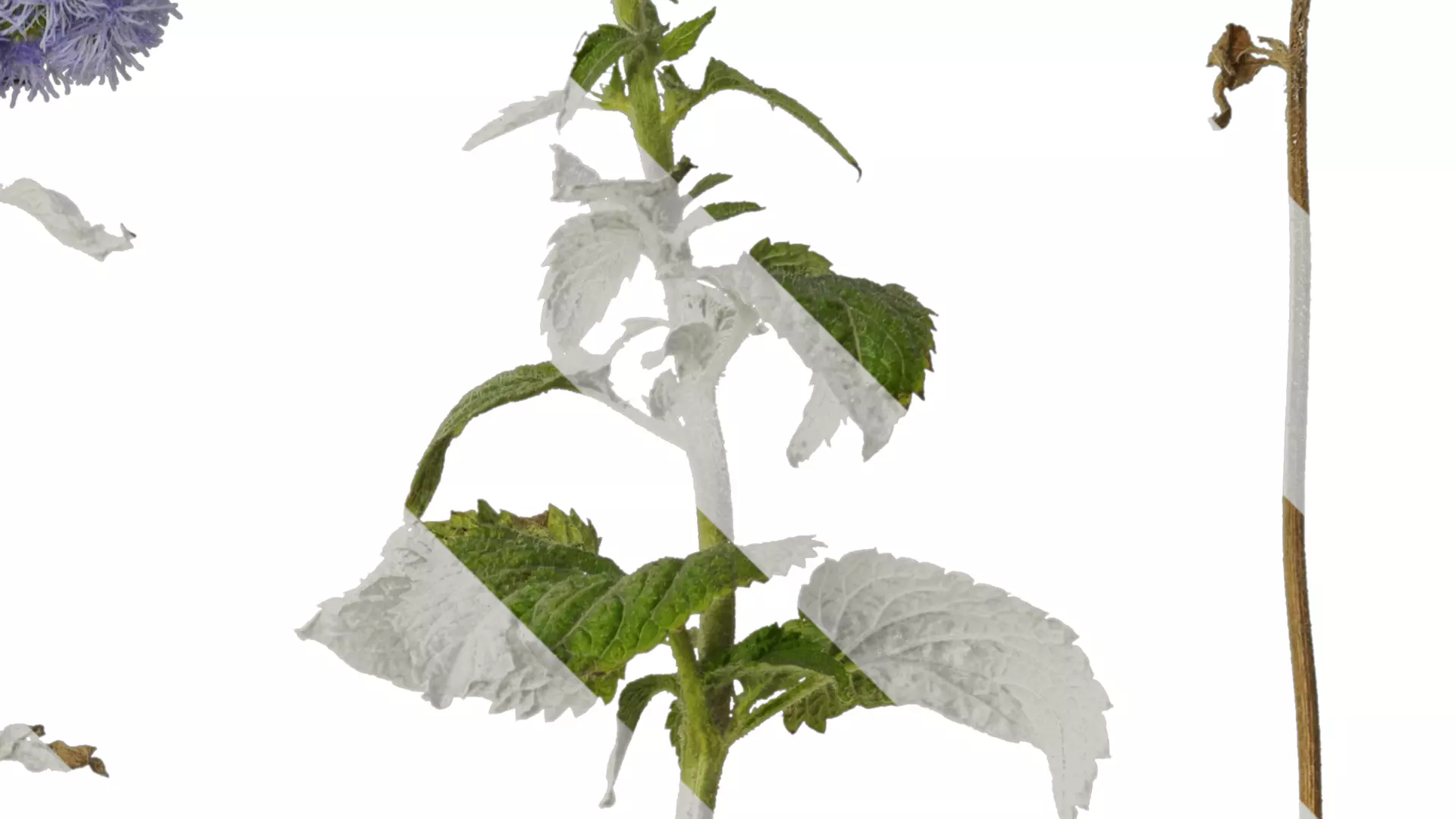 Anydrafts Ageratum houstonianum Atlas 01 Texture_2