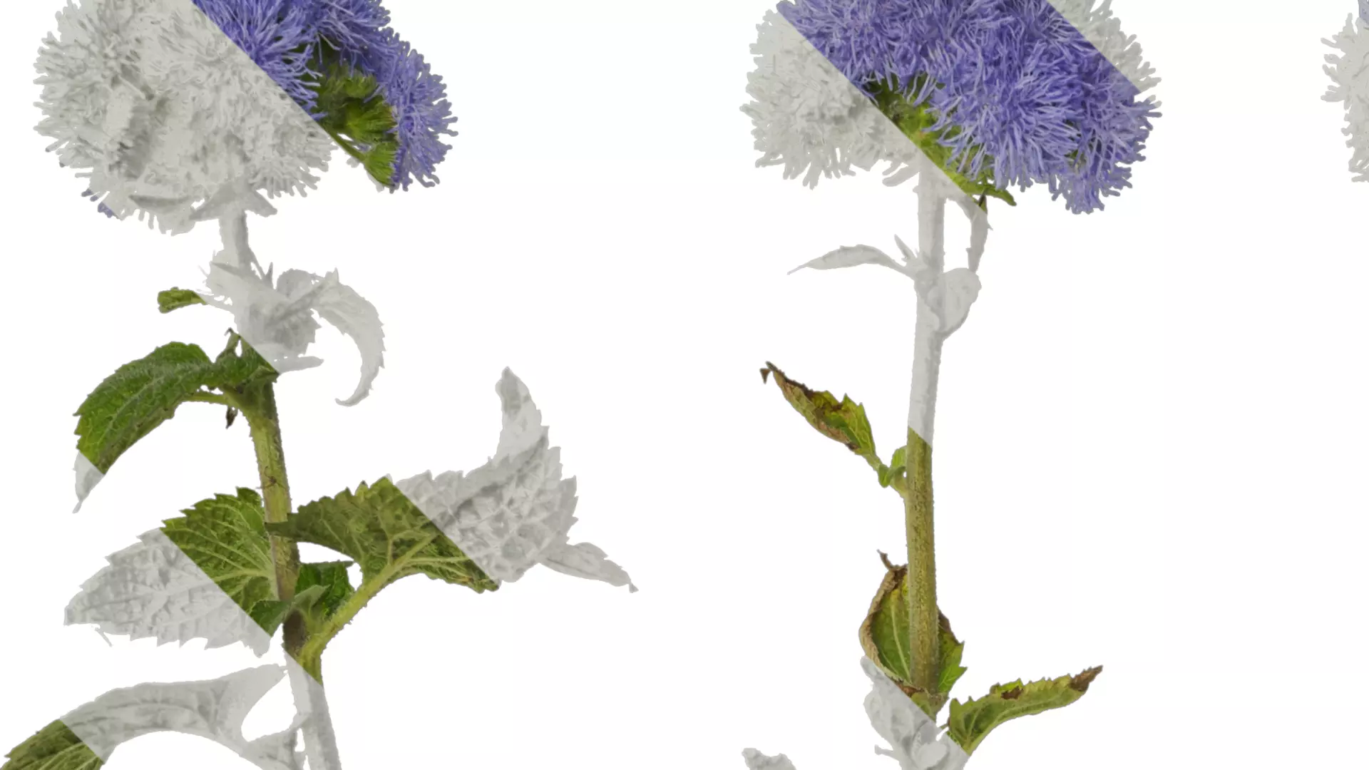 Anydrafts Ageratum houstonianum Atlas 01 Texture_1