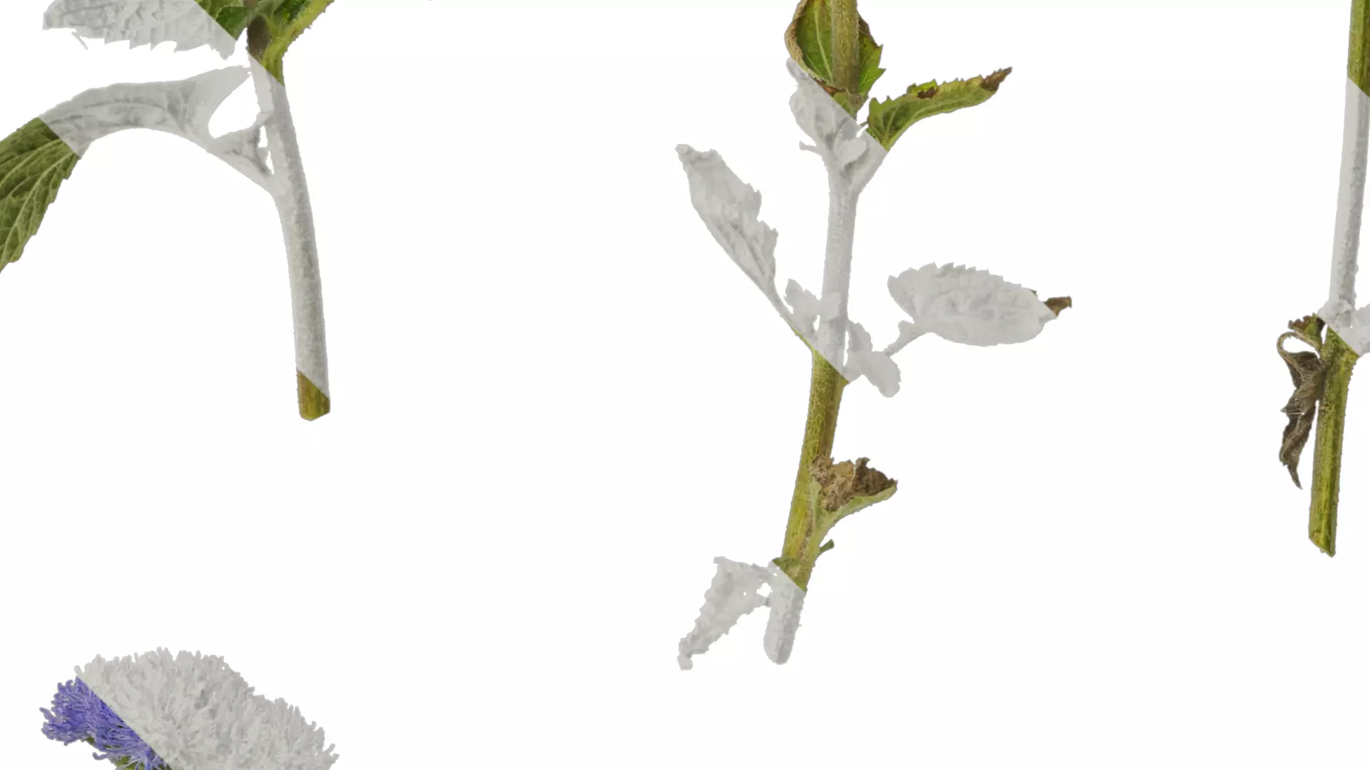 Anydrafts Ageratum houstonianum Atlas 01 Texture_3