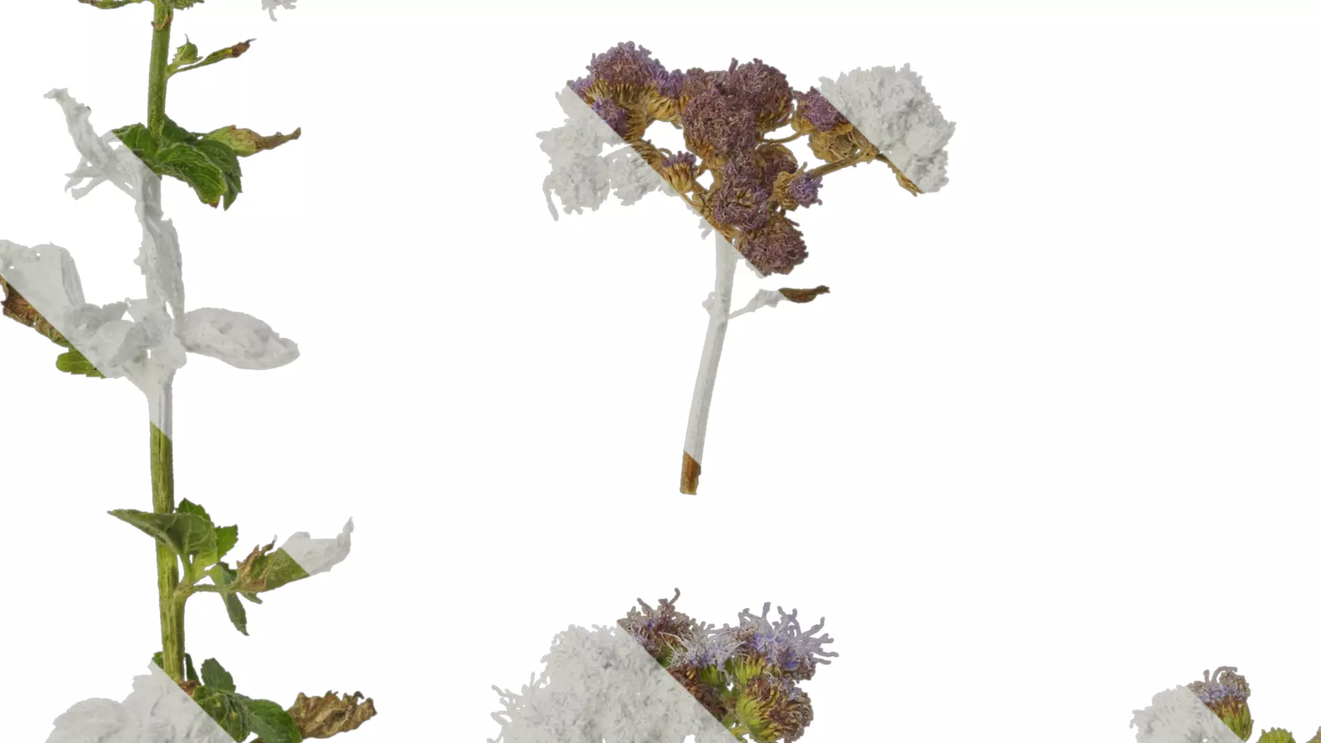 Anydrafts Ageratum houstonianum Atlas 01 Texture_5