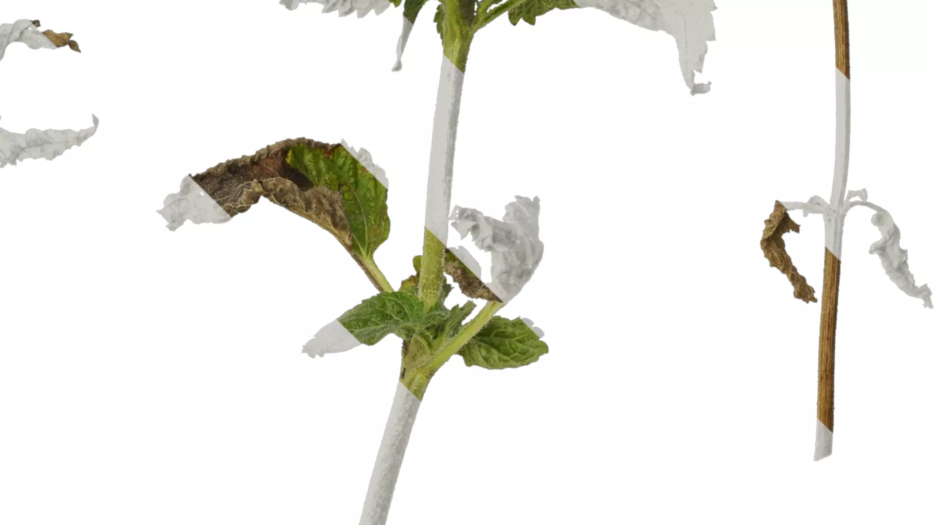 Anydrafts Ageratum houstonianum Atlas 01 Texture_4