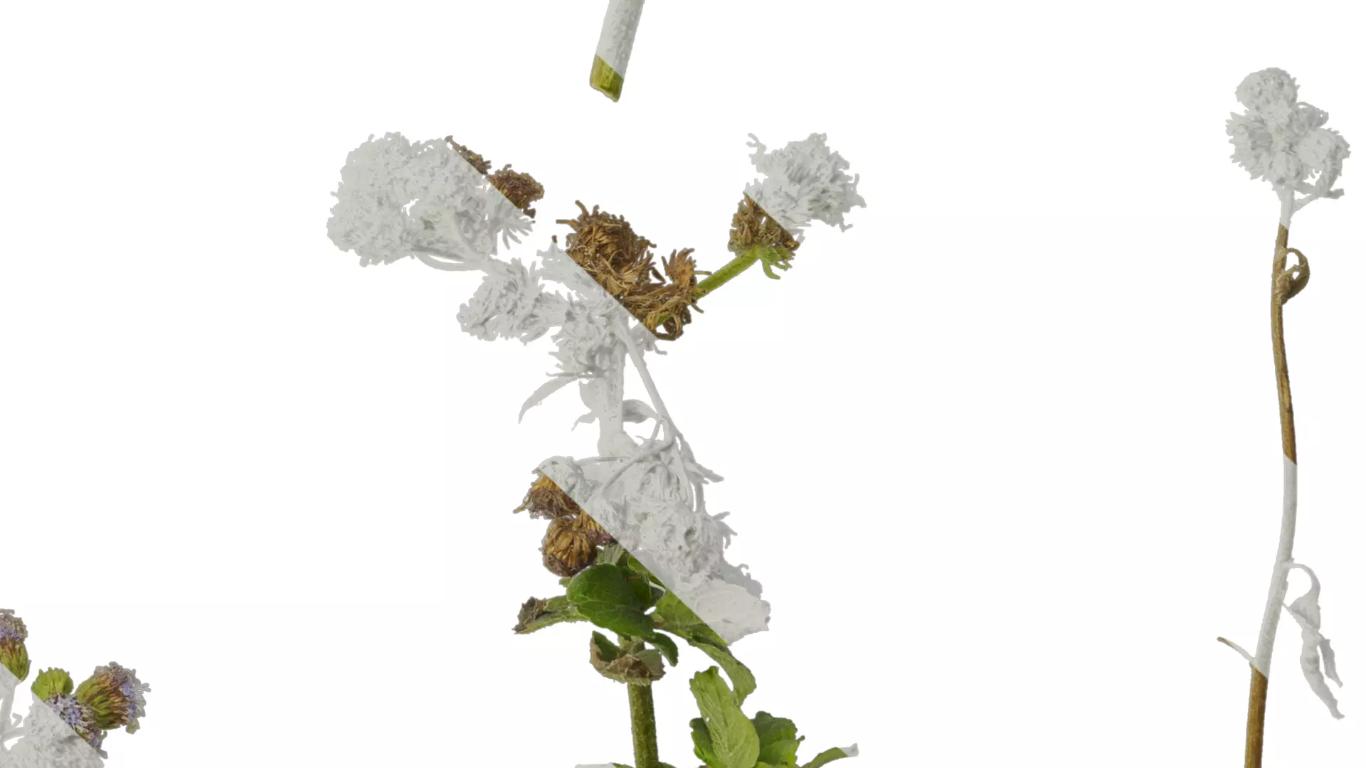 Anydrafts Ageratum houstonianum Atlas 01 Texture_6