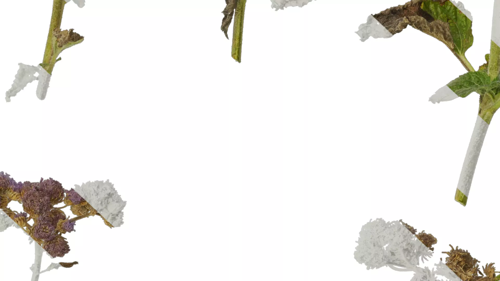 Anydrafts Ageratum houstonianum Atlas 01 Texture_7