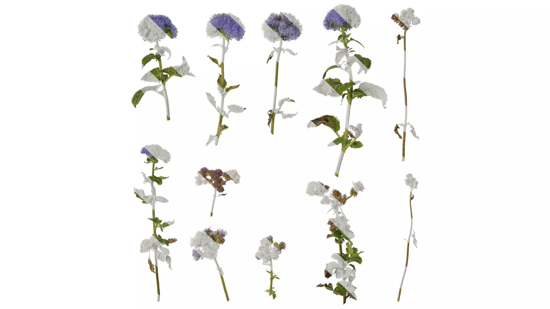 Anydrafts Ageratum houstonianum Atlas 01 Texture_0