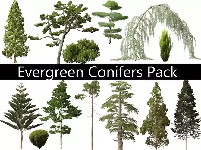 Evergreen Conifers Pack 05