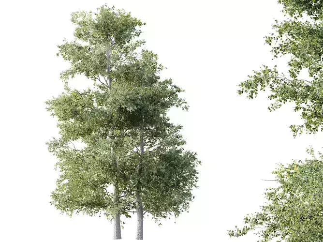 AV Plants Alnus Glutinosa Tree07 3D model