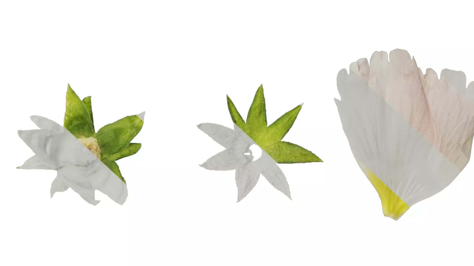 Anydrafts Alcea rosea Flower 07 Texture_6