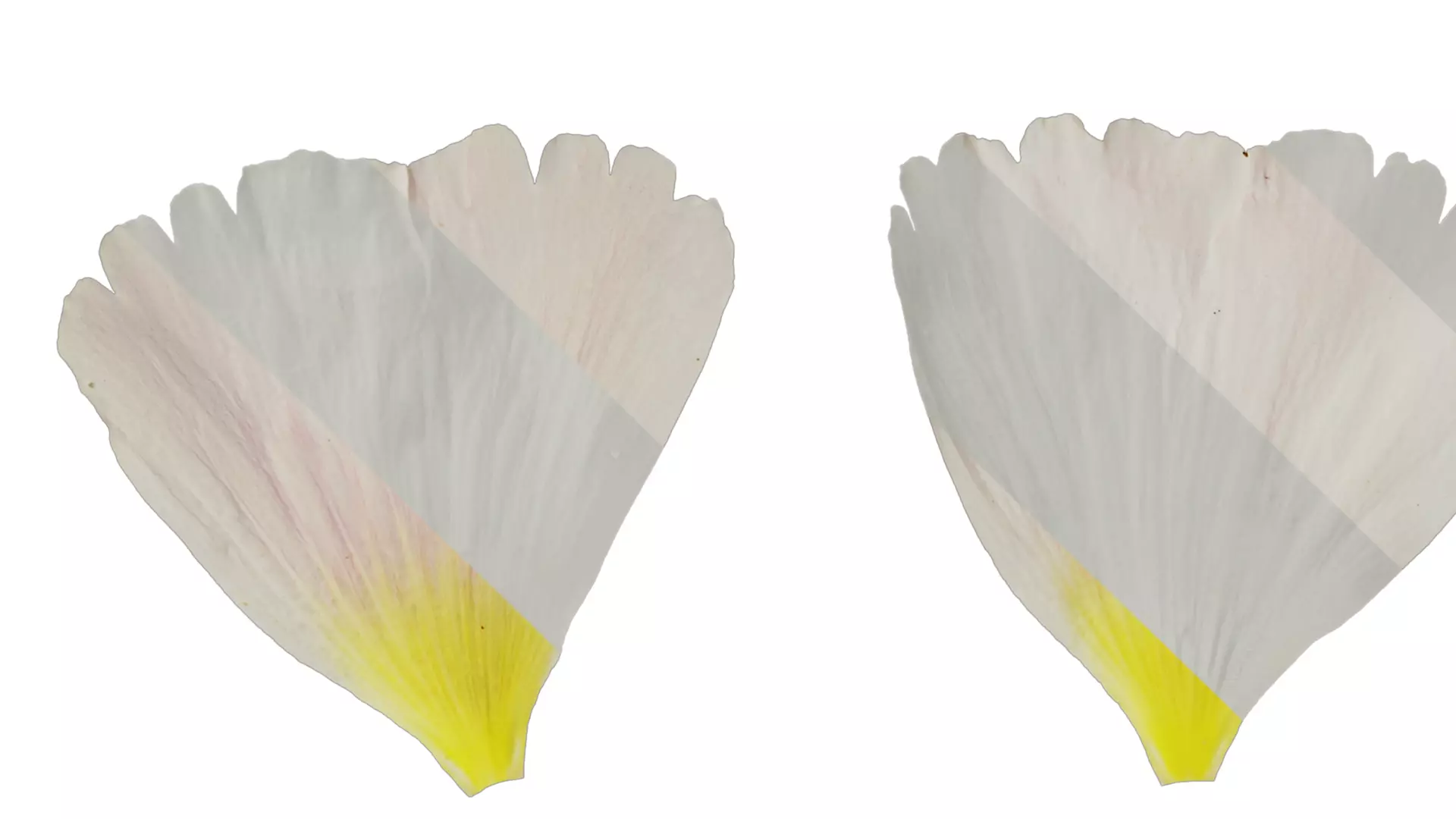 Anydrafts Alcea rosea Flower 07 Texture_1