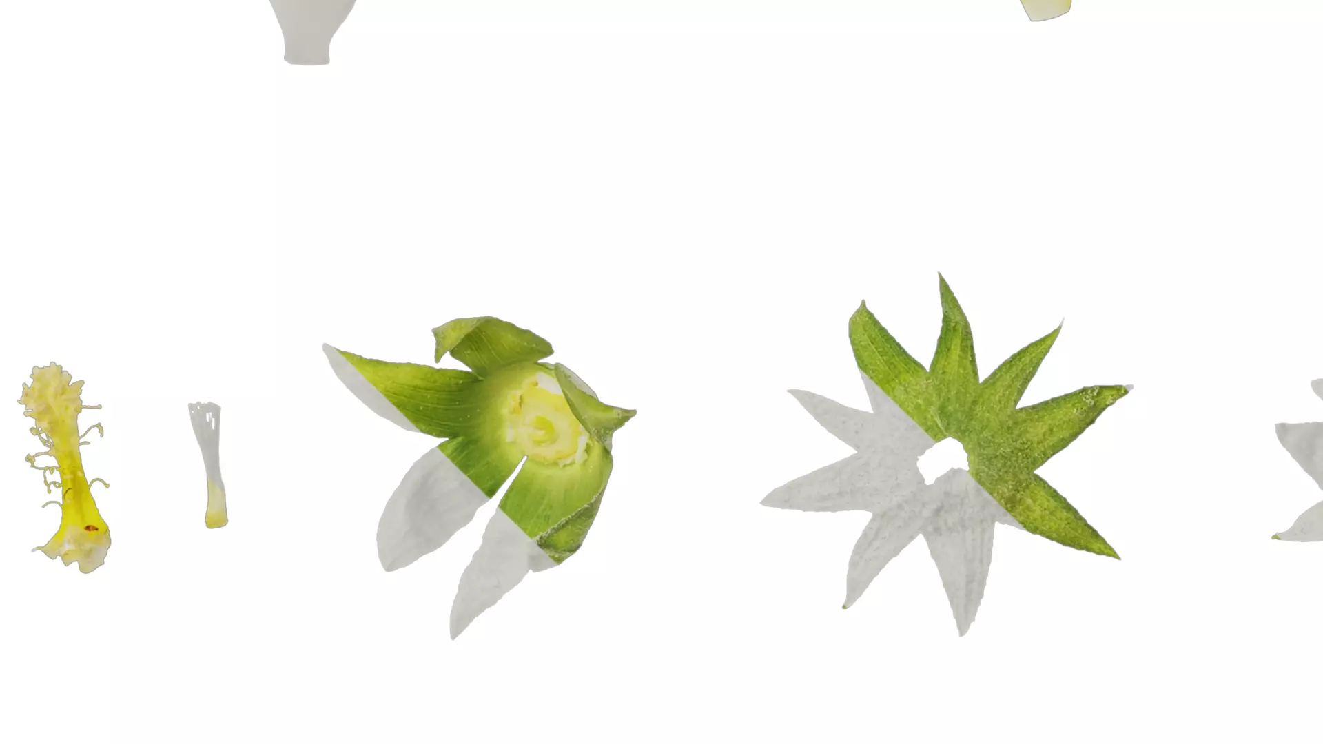 Anydrafts Alcea rosea Flower 07 Texture_5