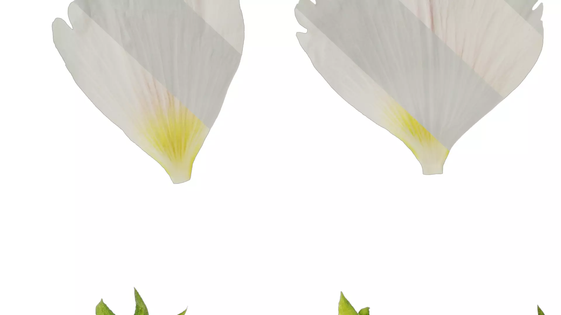 Anydrafts Alcea rosea Flower 07 Texture_7