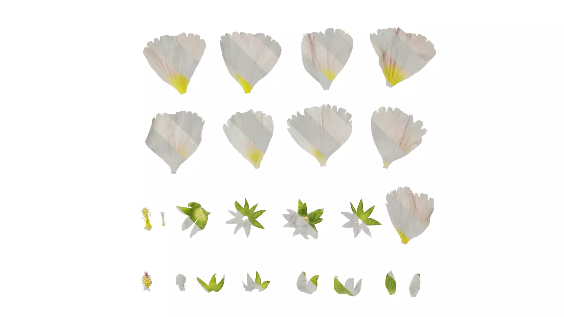 Anydrafts Alcea rosea Flower 07 Texture_0