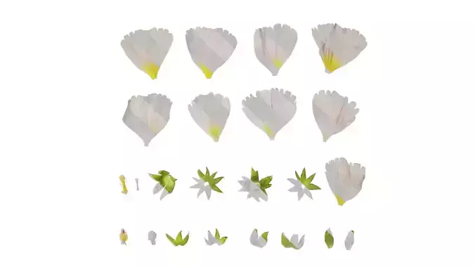 Anydrafts Alcea rosea Flower 07