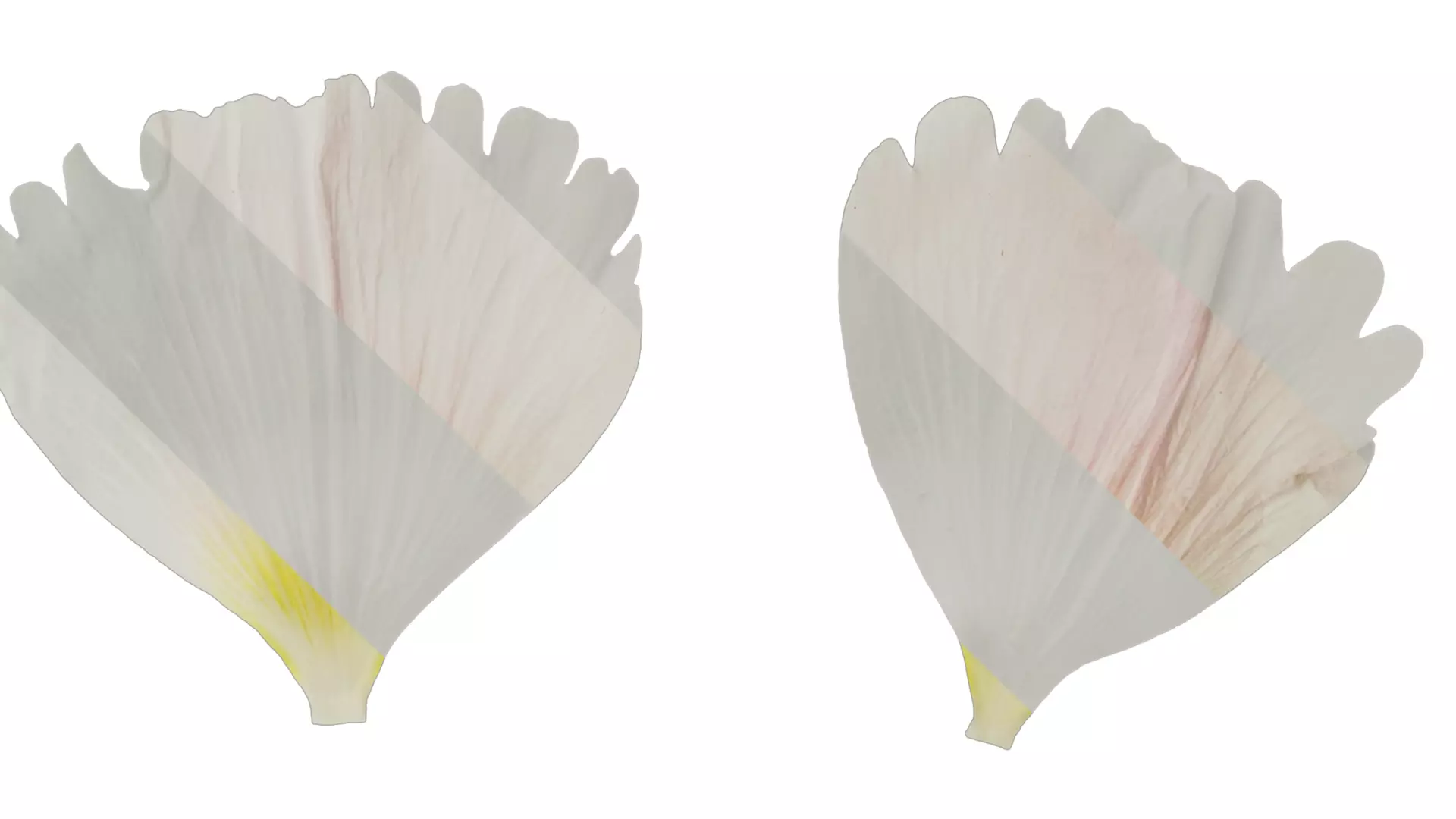 Anydrafts Alcea rosea Flower 07 Texture_4