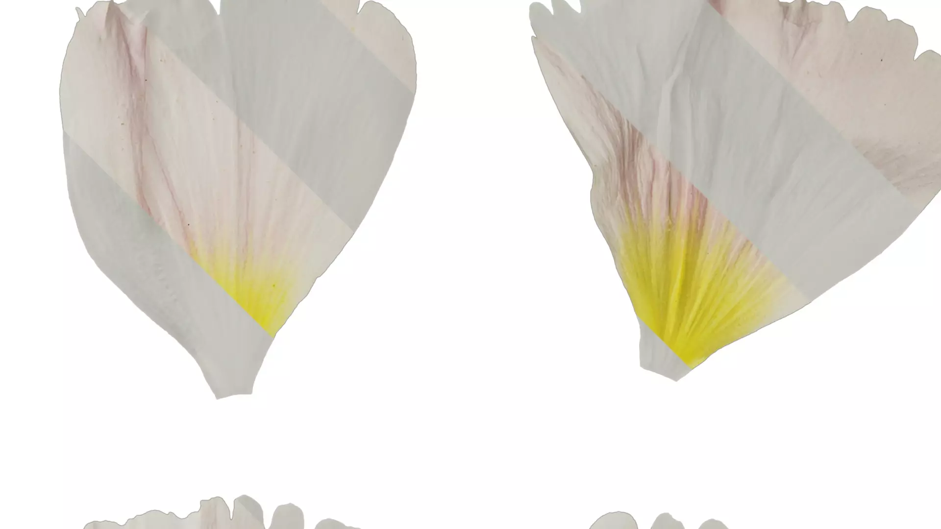 Anydrafts Alcea rosea Flower 07 Texture_2