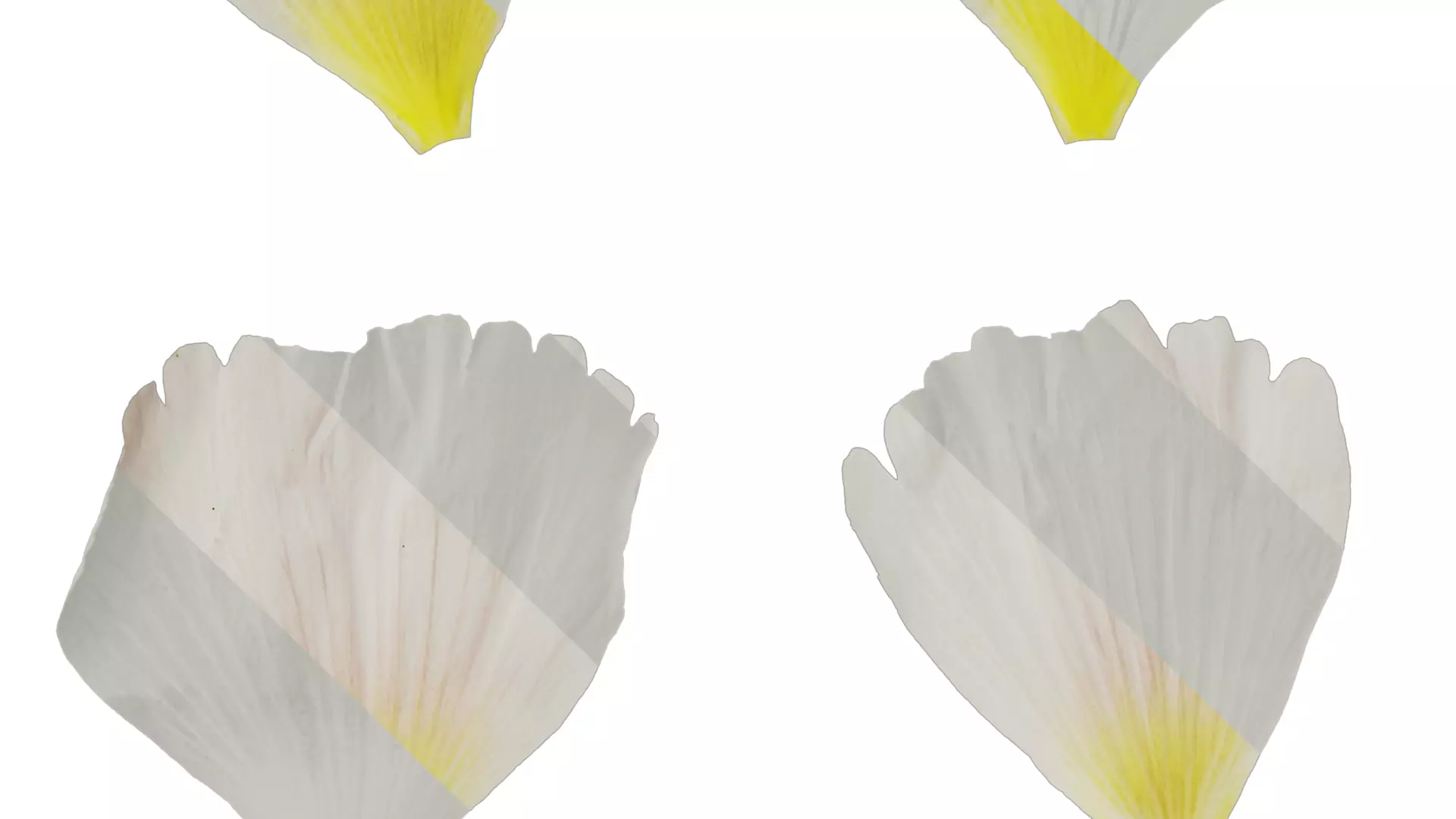 Anydrafts Alcea rosea Flower 07 Texture_3