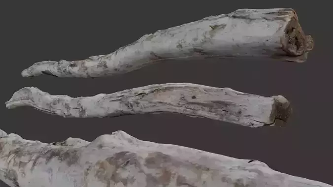  Long Driftwood Log Scan