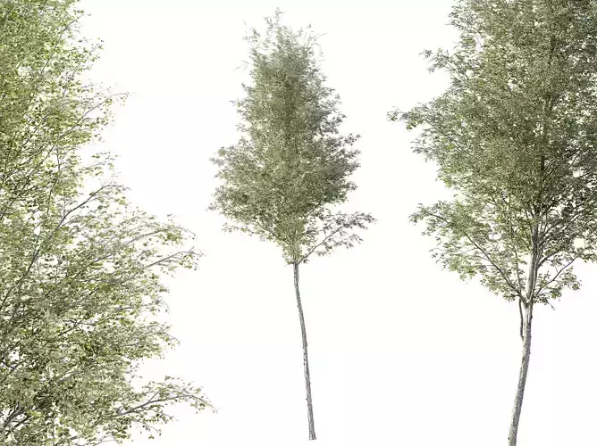 AV Plants Alnus Glutinosa Tree08 3D model