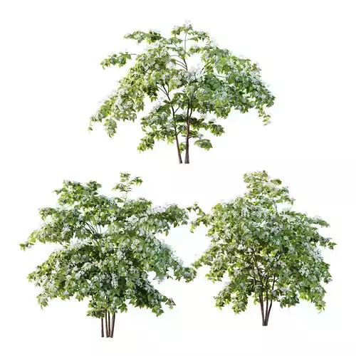 Philadelphia Bush 02