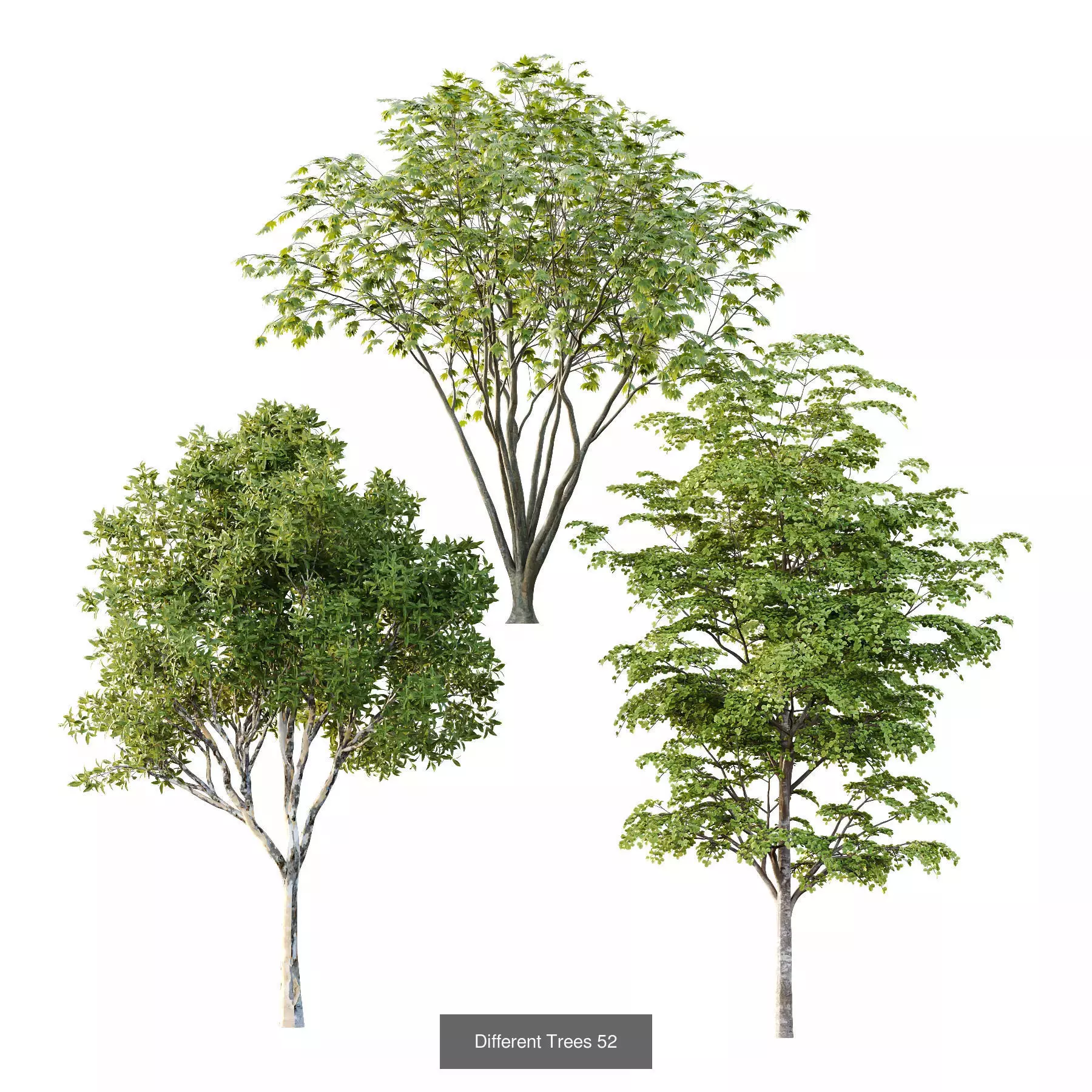 Excellent collection of Tree plants 15 Different Models 007 _6