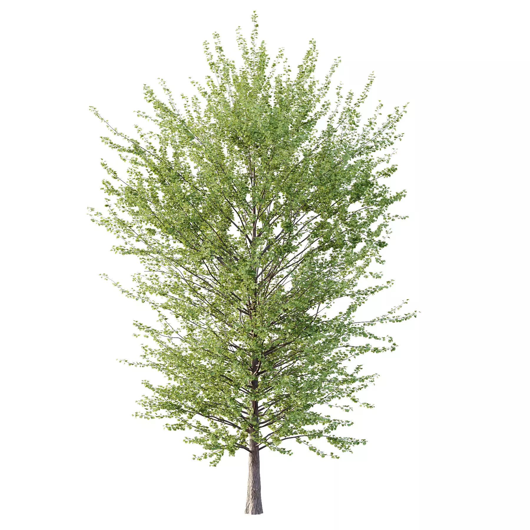 Excellent collection of Tree plants 15 Different Models 007 _16