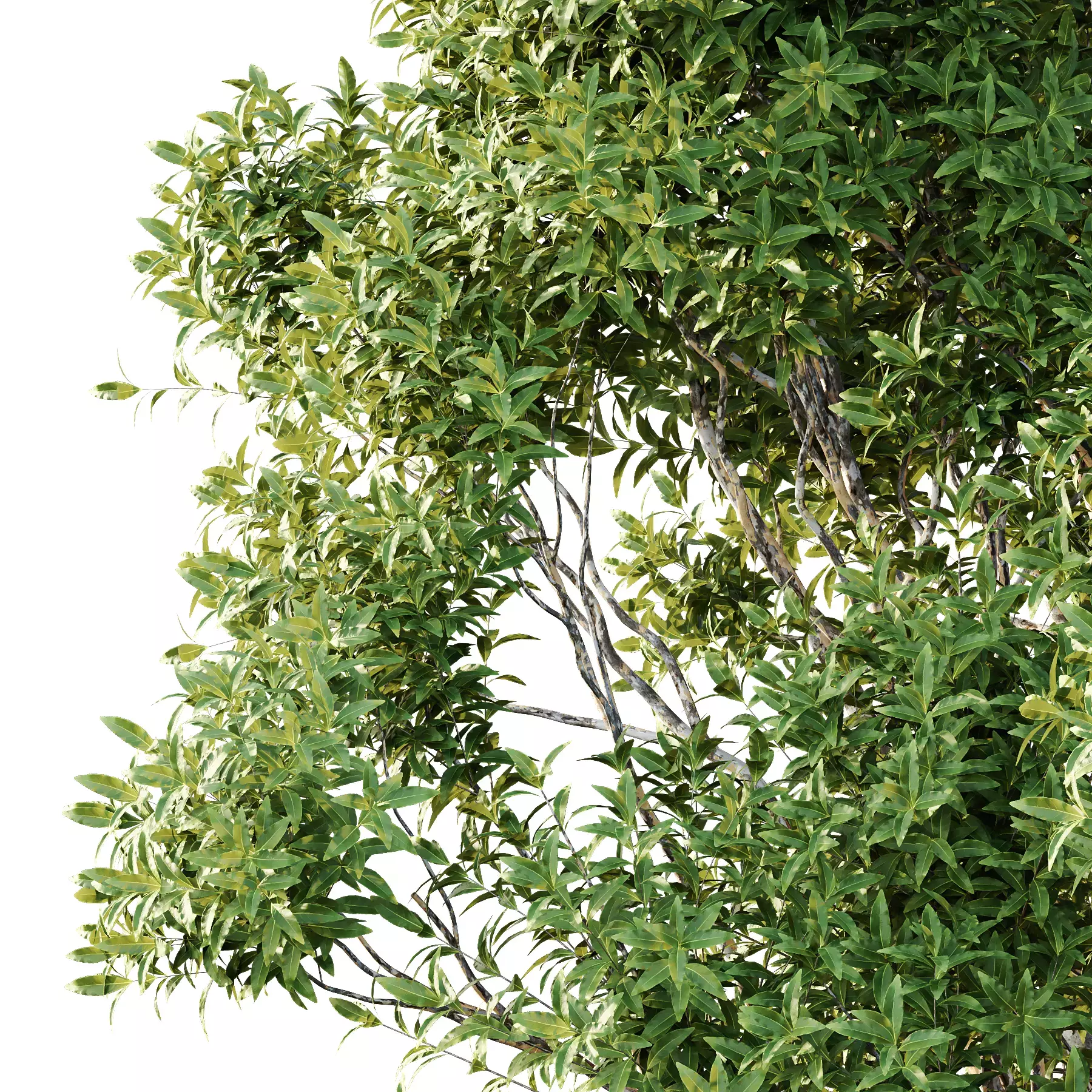 Excellent collection of Tree plants 15 Different Models 007 _9