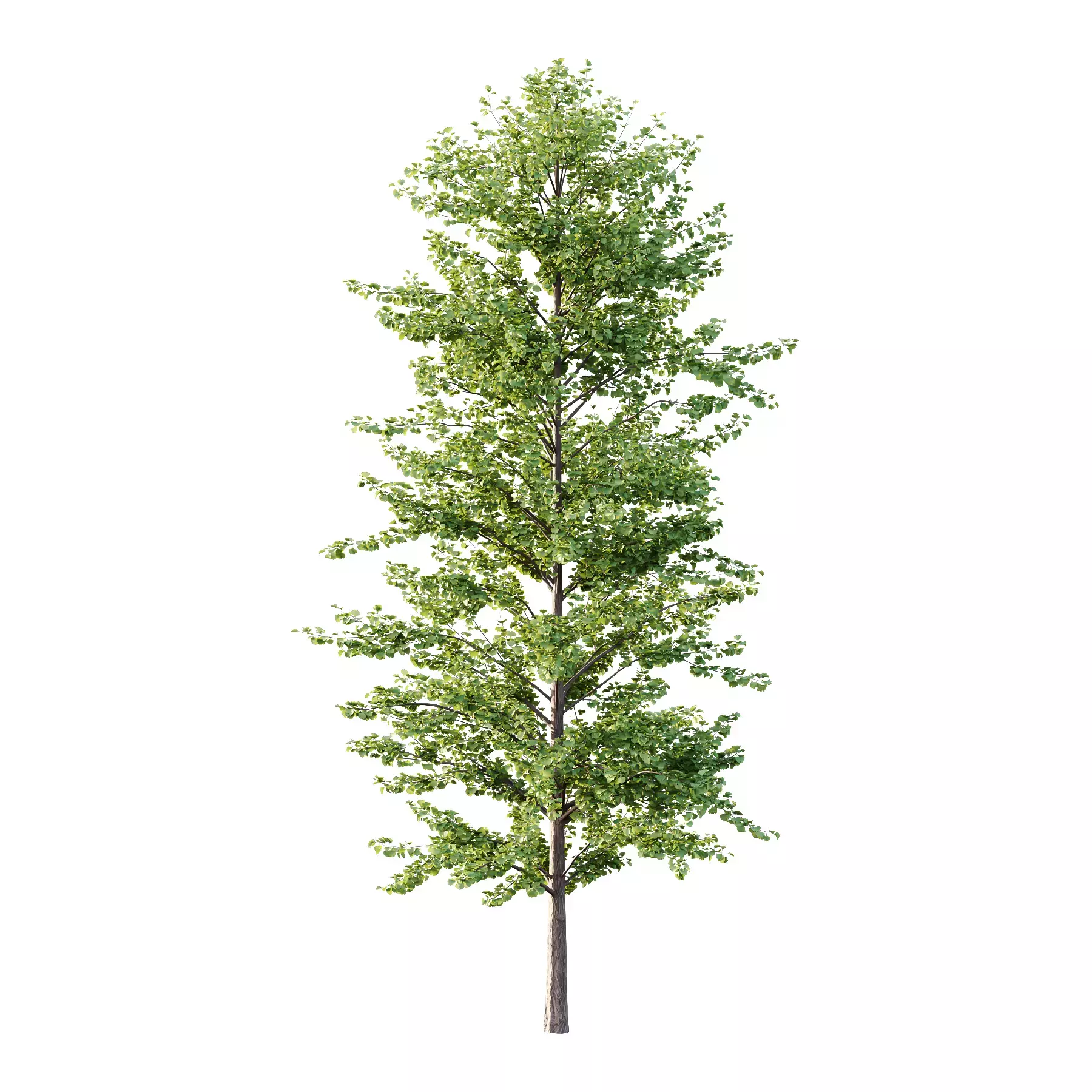 Excellent collection of Tree plants 15 Different Models 007 _28