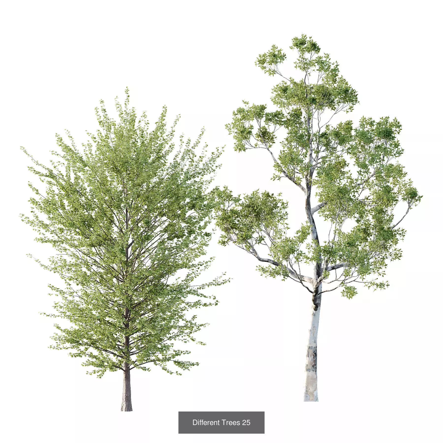 Excellent collection of Tree plants 15 Different Models 007 _3