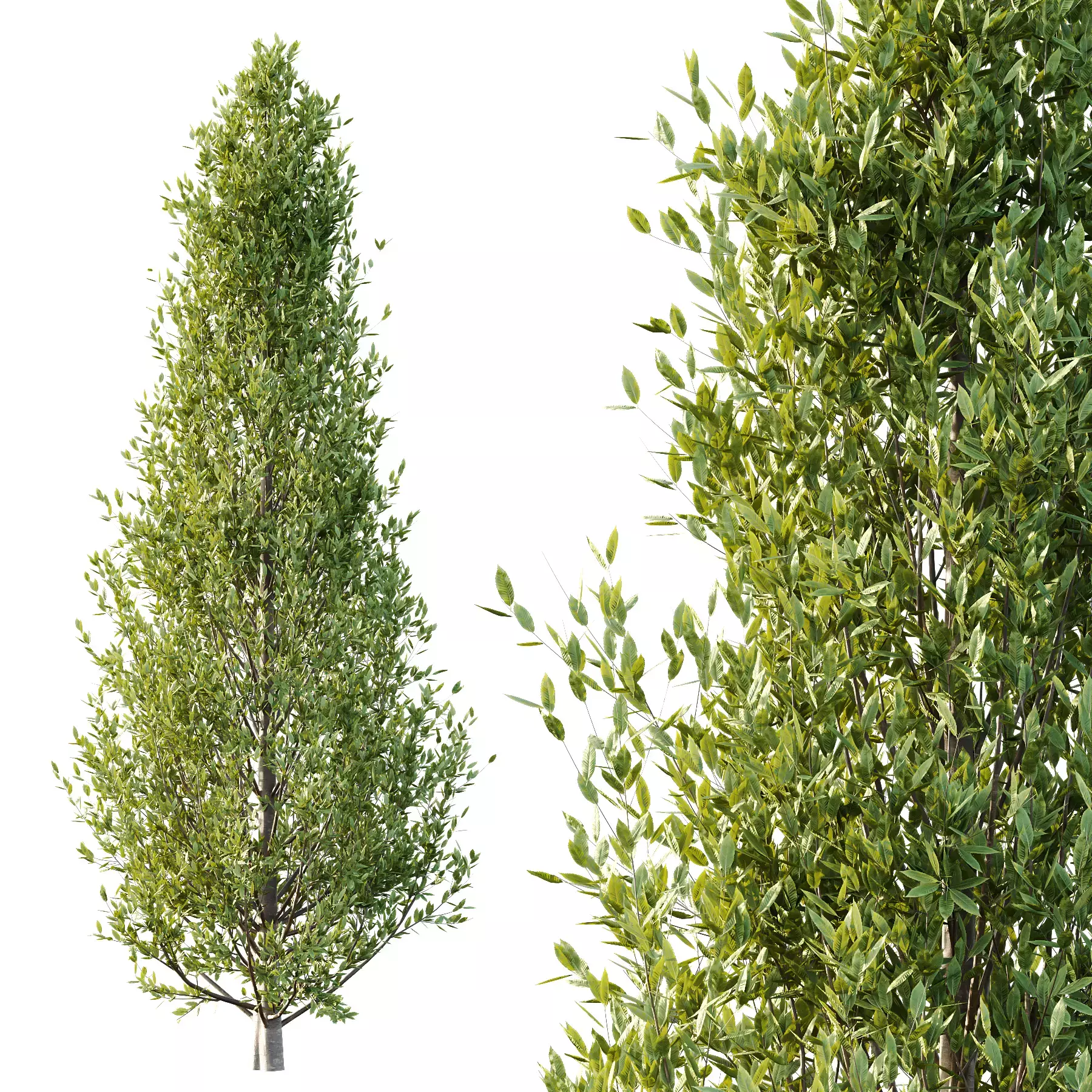 Excellent collection of Tree plants 15 Different Models 007 _27