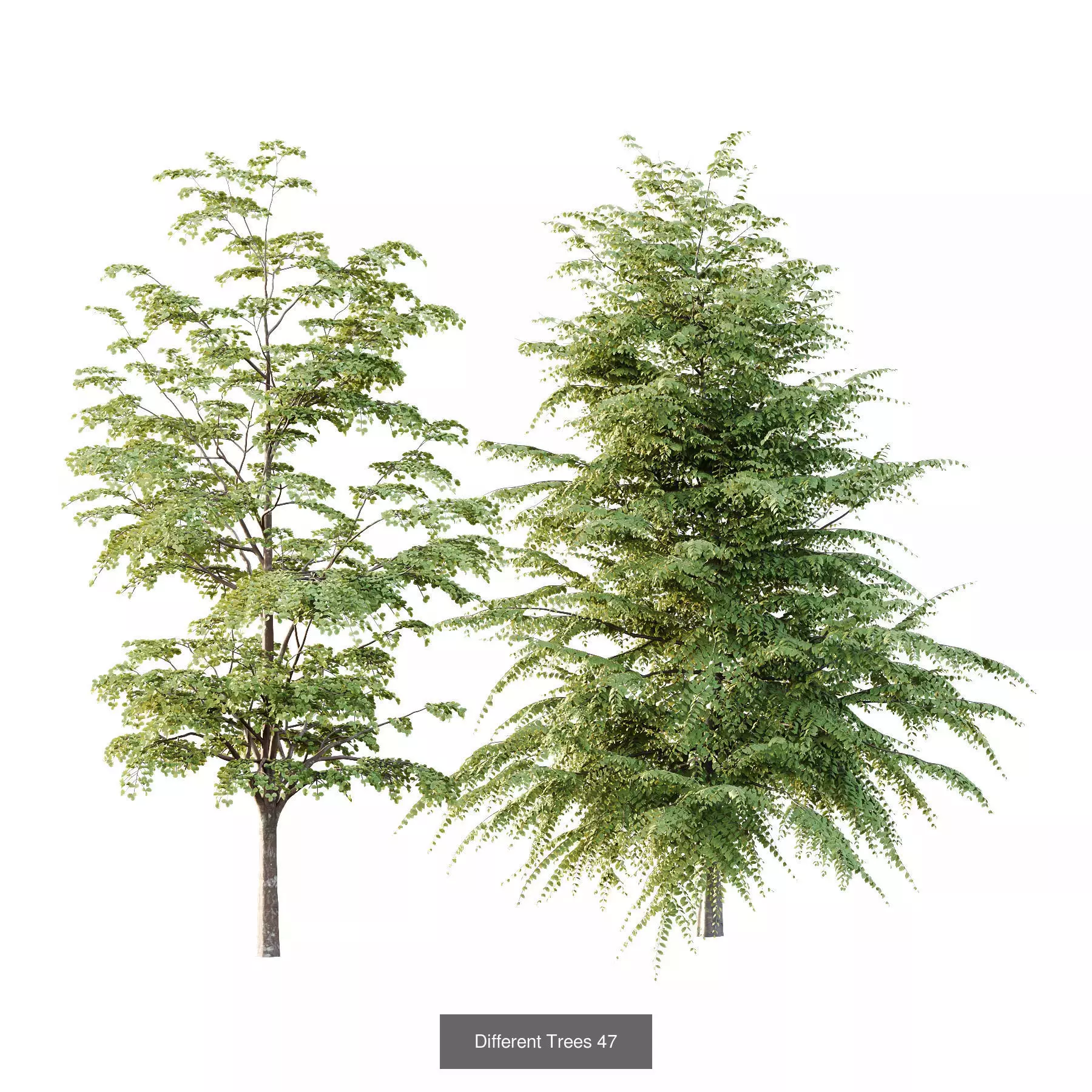 Excellent collection of Tree plants 15 Different Models 007 _5