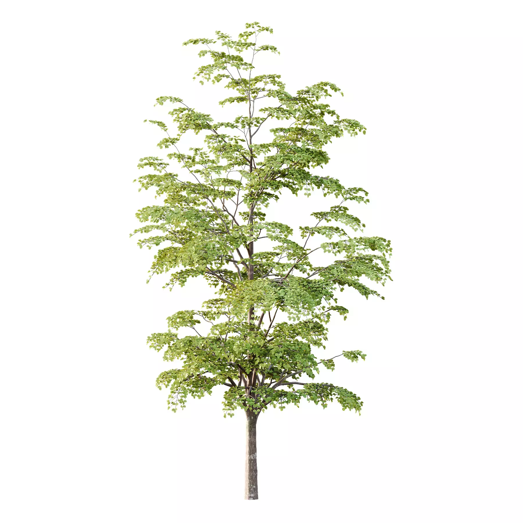 Excellent collection of Tree plants 15 Different Models 007 _25