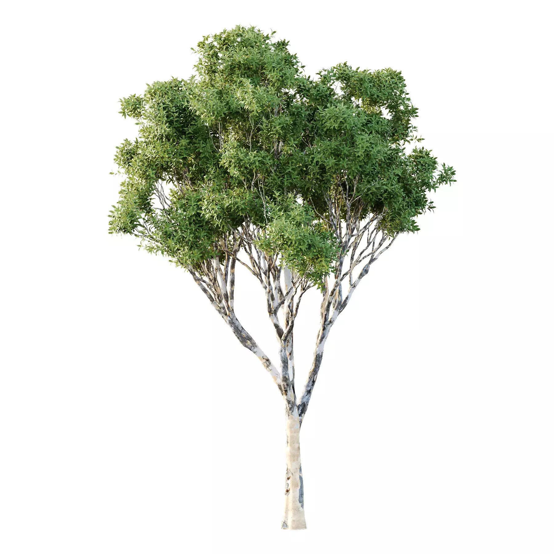 Excellent collection of Tree plants 15 Different Models 007 _10