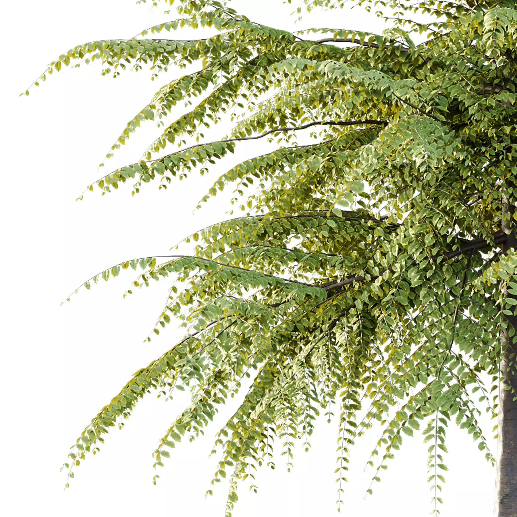 Excellent collection of Tree plants 15 Different Models 007 _24