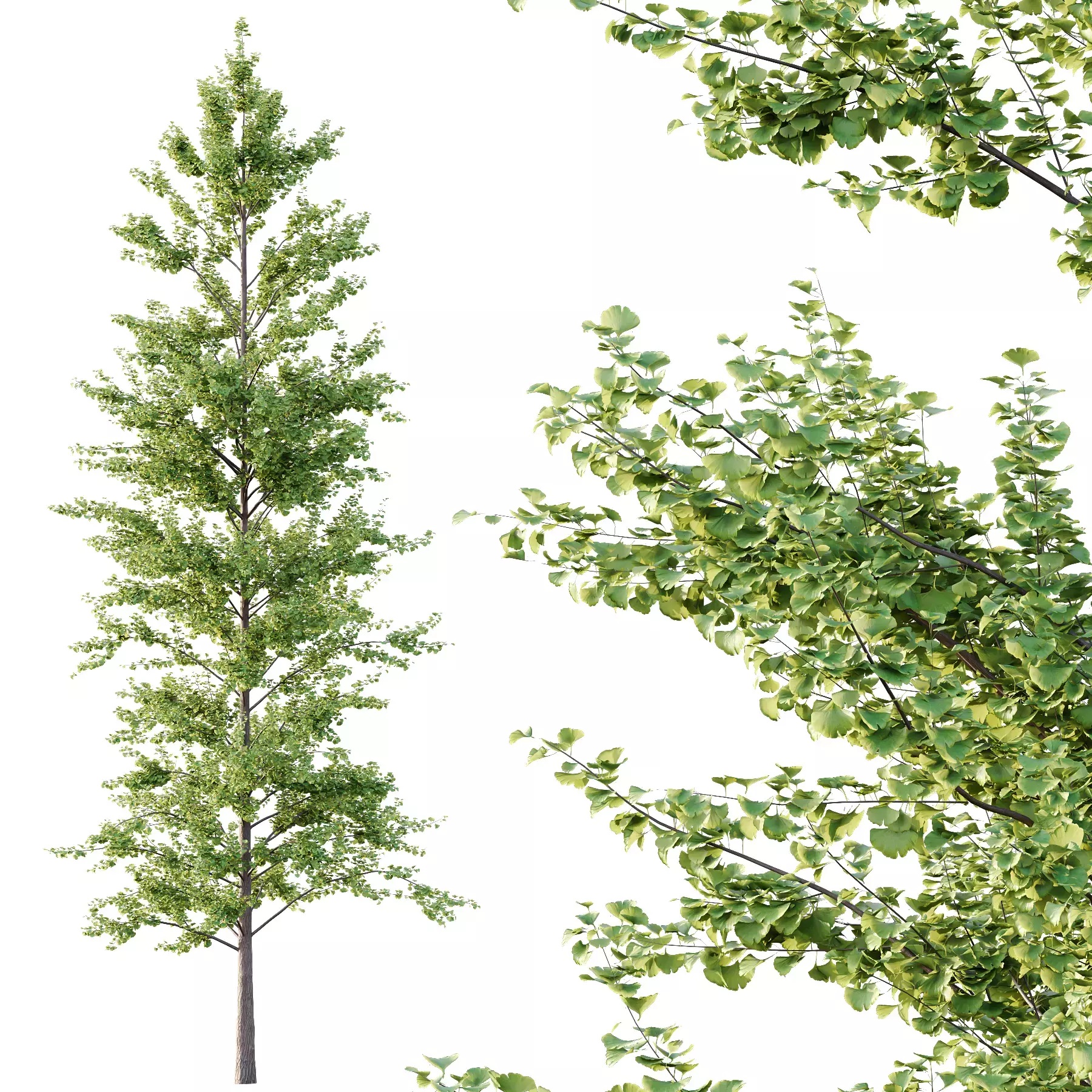 Excellent collection of Tree plants 15 Different Models 007 _26