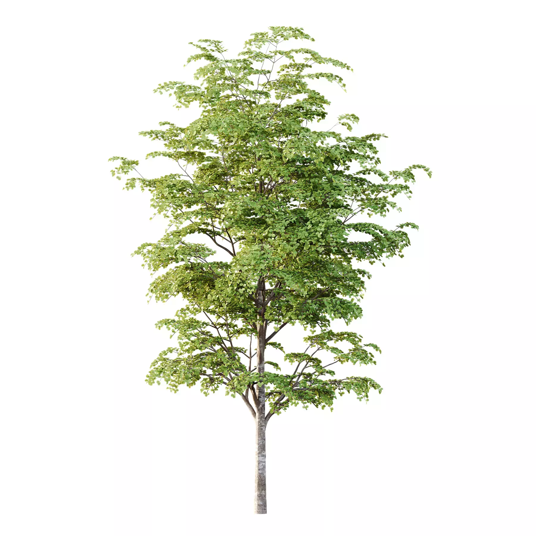 Excellent collection of Tree plants 15 Different Models 007 _31