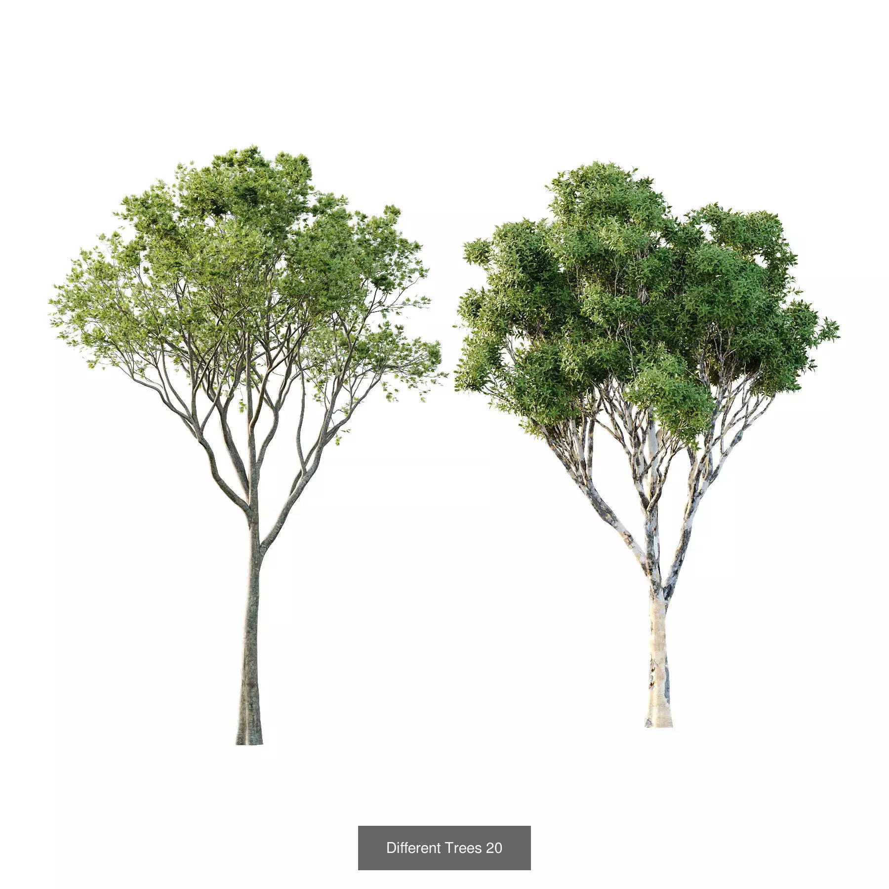 Excellent collection of Tree plants 15 Different Models 007 _2