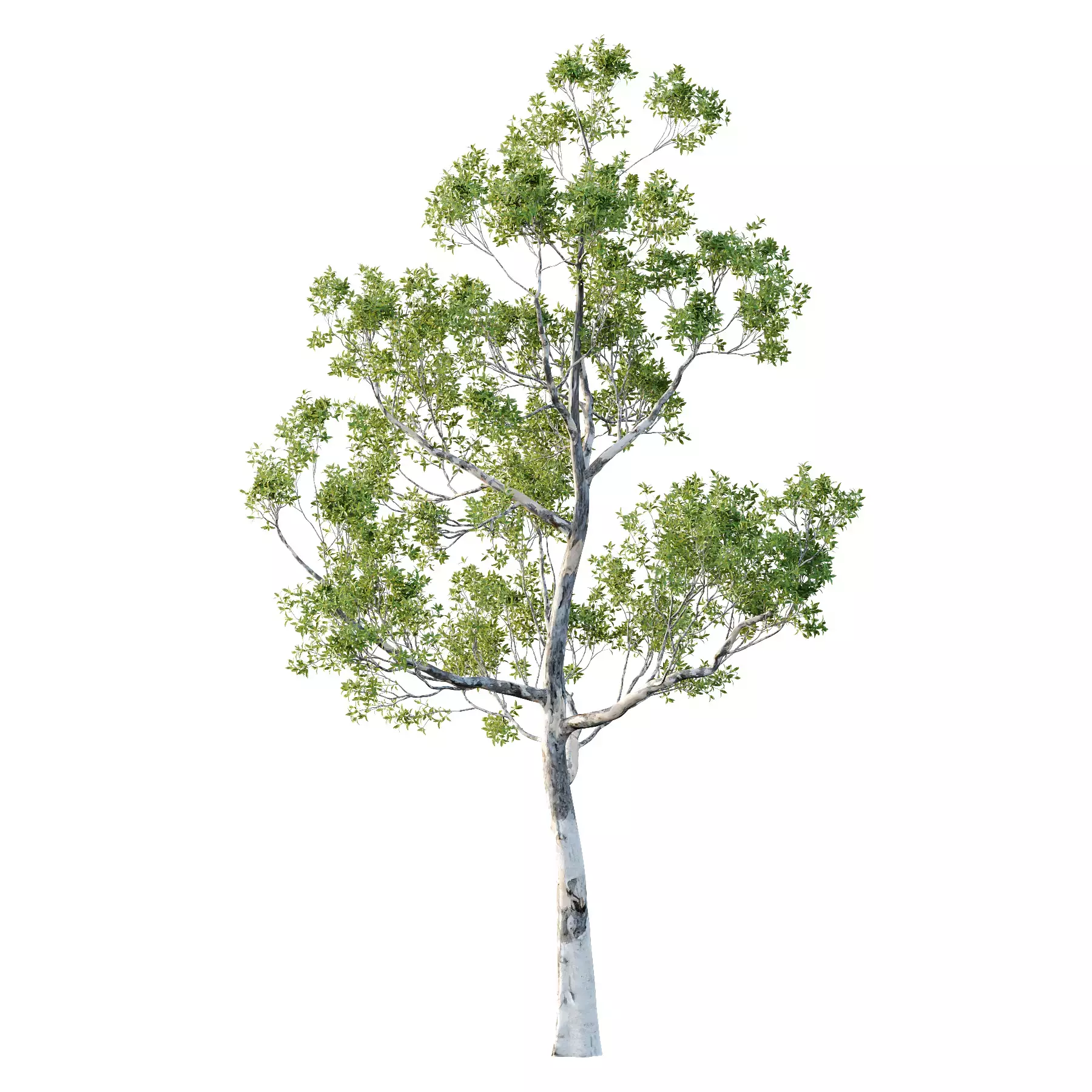 Excellent collection of Tree plants 15 Different Models 007 _12