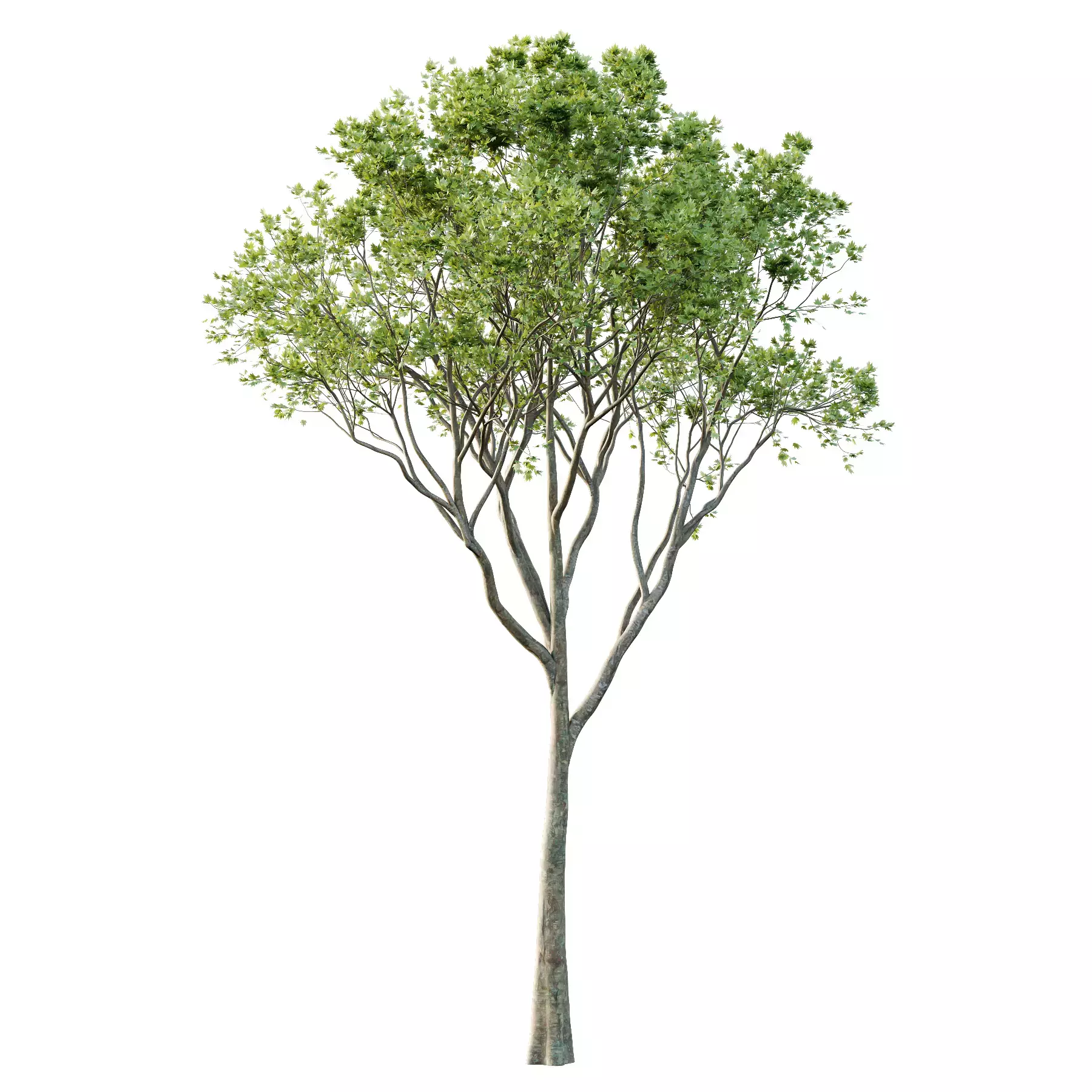 Excellent collection of Tree plants 15 Different Models 007 _11