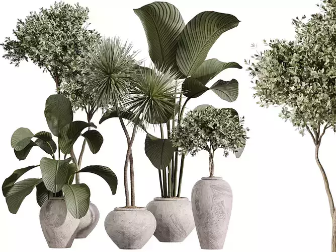 AV Indoor Plants Set 368 Olive Yucca Palm Calathea Lutea 3D model