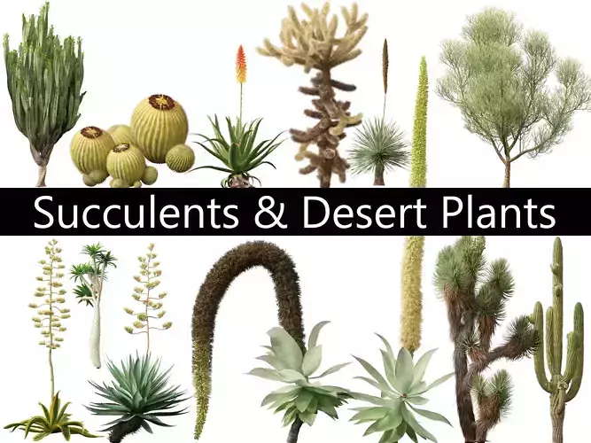 Succulents Desert Plants Pack 07
