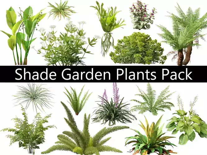 Shade Garden Plants Pack 08