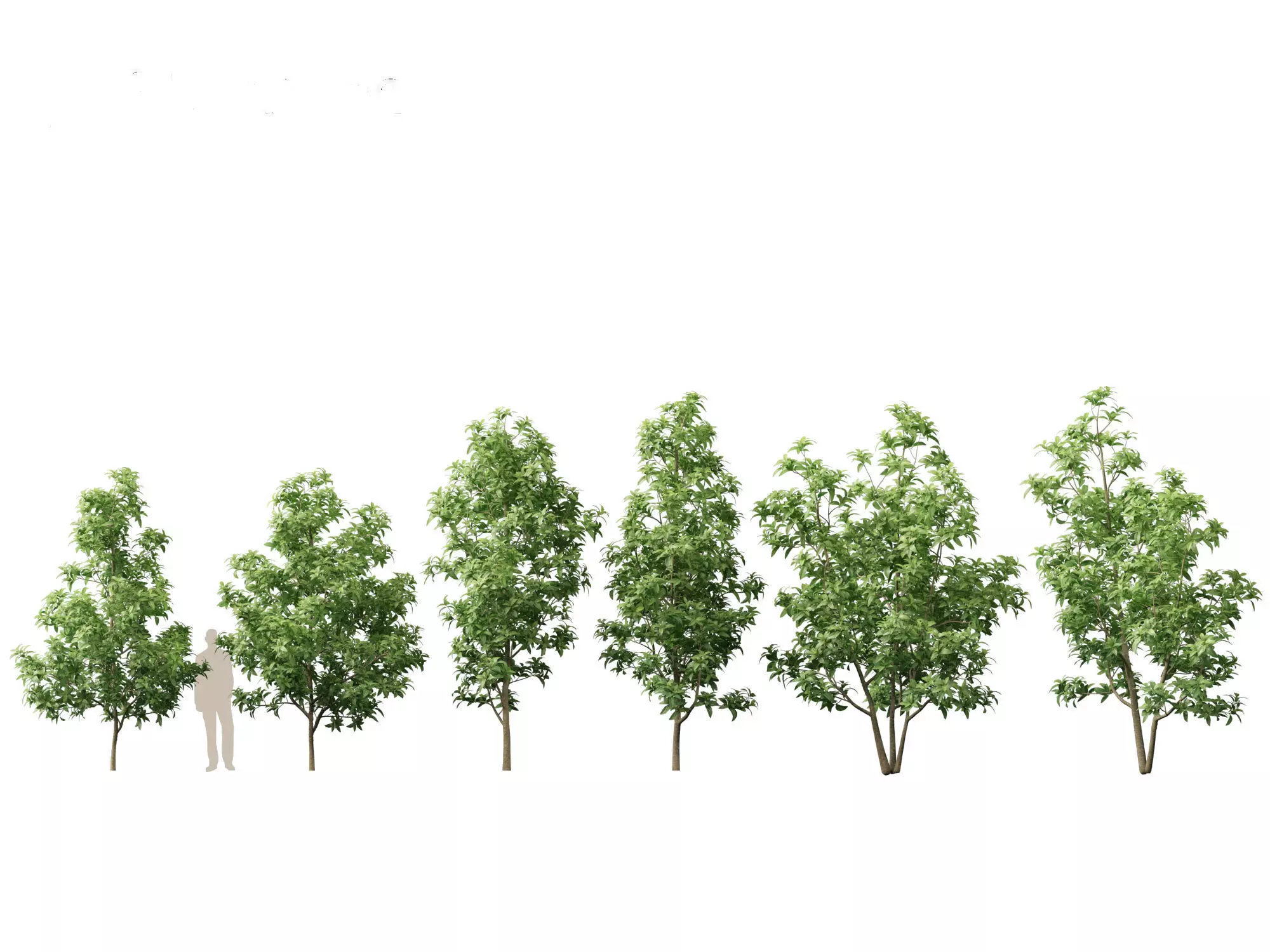 Spring Blossoms Pack 10 3D model_15