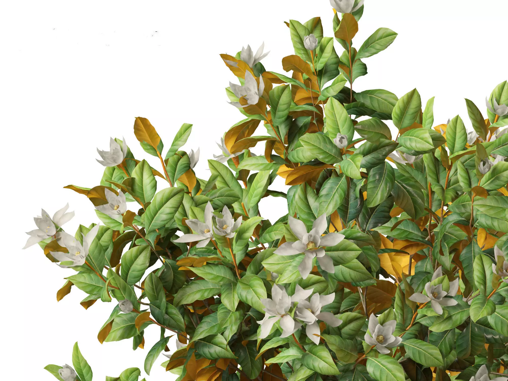 Spring Blossoms Pack 10 3D model_14